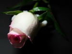 Pink Rose