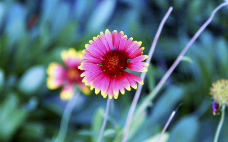 Lovely Flowers - flowers, pink, nature, bloom