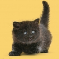cute little black kitten