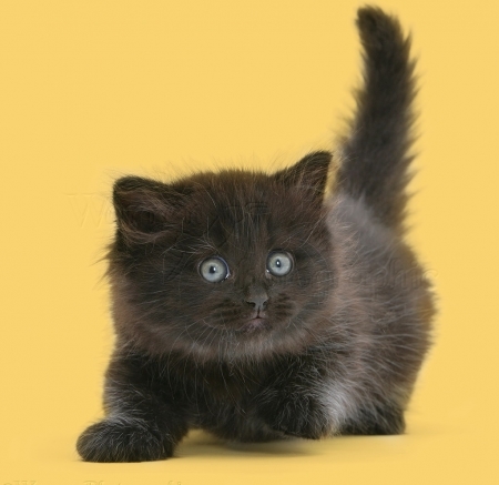 cute little black kitten - cats, animals, black, cute, kitten, little