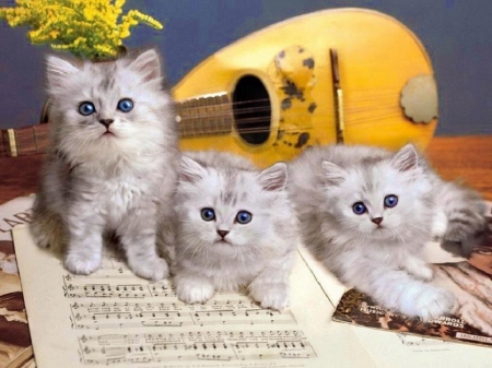 cute musical kittens - animals, kittens, cats, musical, cute