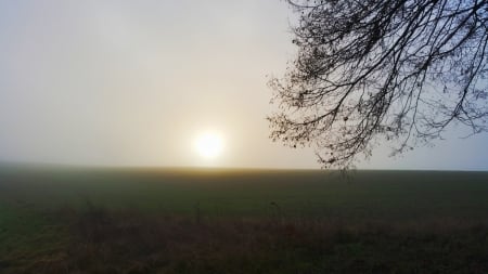 Fields of Mist - sky, field, fog, tree, sunset, grass