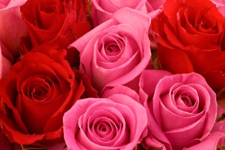 Roses background - fragrance, roses, background, lovely, pretty, red, beautiful, pink, petals, scent, flowers