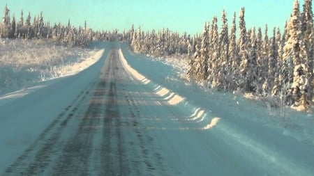 Alaska Highway - trees, firs, snow, sunshine