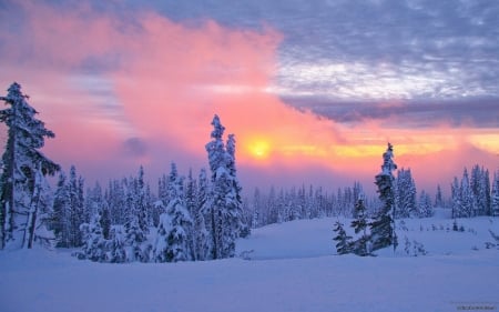 Winter Sunset - sky, firs, clouds, sun, colors, snow