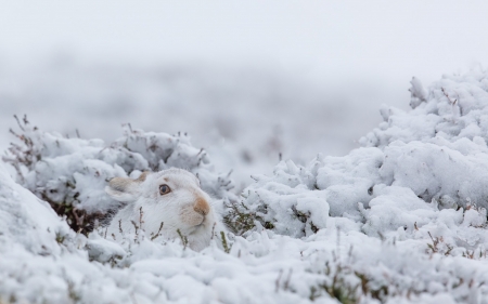 Hiding - rabbit, white, animal, winter, hiding, cute, snow, bunny