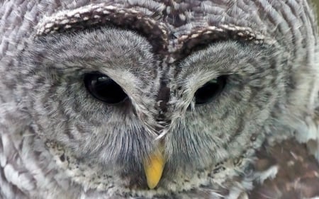 Owl - feather, bird, yellow, owl, grey, skin