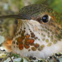 Humming-bird