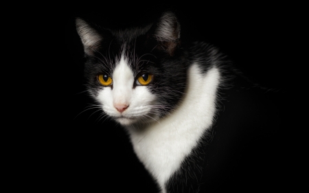 Cat - yellow eyes, white, cat, animal, black