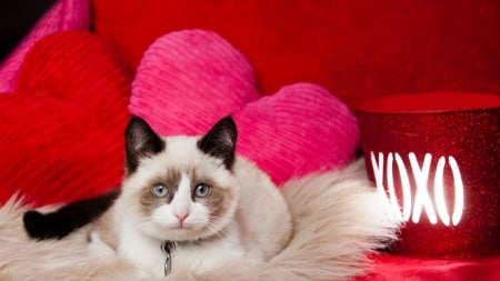 Happy Valentine's Day! - white, animal, heart, red, valentine, pink, cat