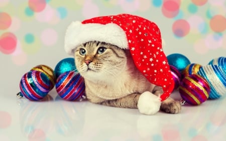 Christmas cat - craciun, hat, cat, ball, pisica, christmas, santa, purple, red, blue, cute