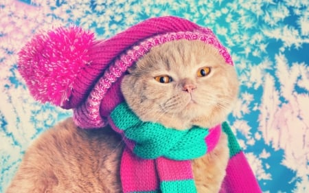 Cat - hat, winter, blue, pink, orange, cat, animal, scarf, funny, cute