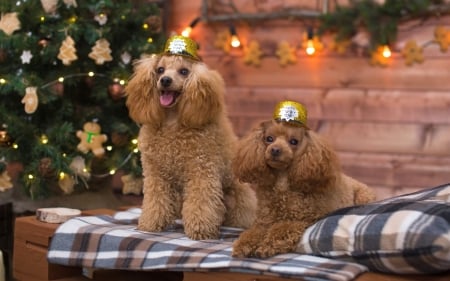 Christmas puppies