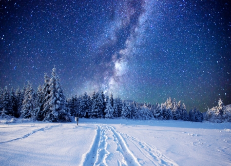 Winter - stars, sky, trees, forest, snow, winter, meadow