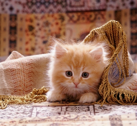 Ginger Kitty - blanket, little, ginger, kitten