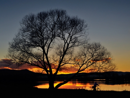 The tree at sunset - lake, tree, amazing, sunset