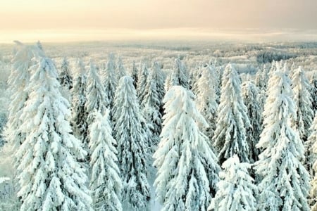 Winter - beautiful, tree, winter, snow