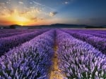 Lavender Sunrise