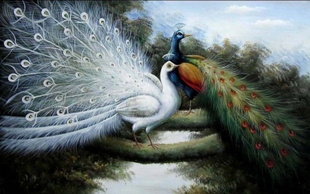 brilliant peacocks