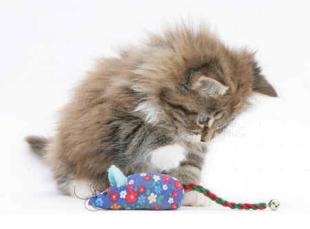 playing with a toy mouse - kitten, cats, toy mouse, animals, playing