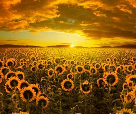 Yellow Sunset - mountains, clouds, field, sunflowers, sunset, nature