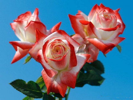 Triple Queen - flowers, roses, nature, hybrid tea roses