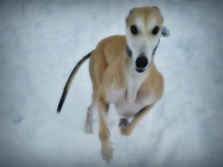 Blaze Loving the Snow - winter, dogs, photography, snow, greyhound