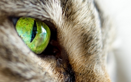 Cat's eye - skin, cat, animal, green, eye