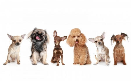 Puppies - poodle, white, animal, chihuahua, dog, puppy