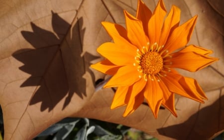 Flower - leaf, orange, flower, shadow