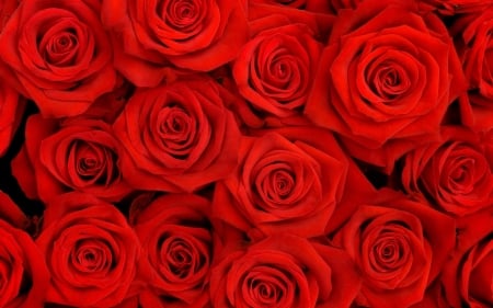 Roses - red, carpet, flower, rose, valentine, texture, skin