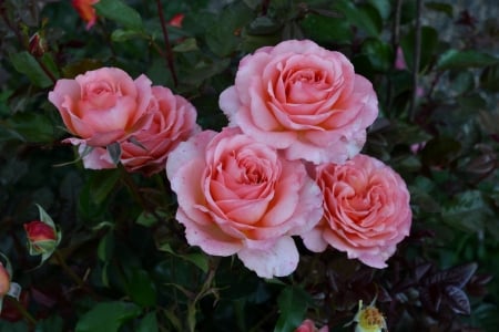 Pink Roses - roses, flowers, nature, pink