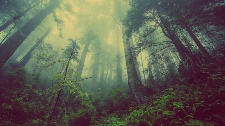 |Tall Trees| - nature, green, forest, trees