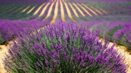 Lavender field - nature, fields, summer, lavander