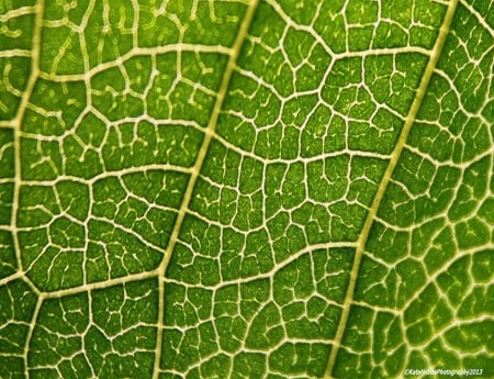 Green veins - lines, consept, nature, green