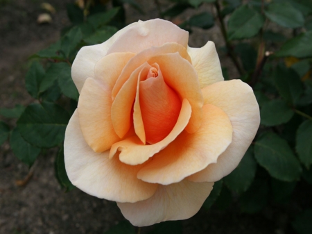 Rose - orange, one, rose, beautiful