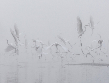 Hidden - freedom, lake, white, angels