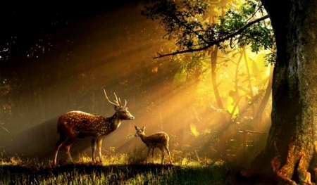 Forest - forest, glow, shadows, silhouette, warm, deer, grass, light, trees, nature