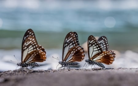 Butterflies - amazing, animals, beautiful, butterflies