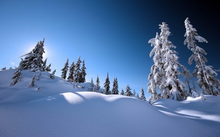 Winter - winter, nature, amazing, beautiful