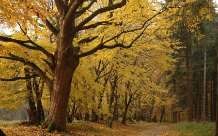 Autumn tree - nature, tree, amazing, autumn