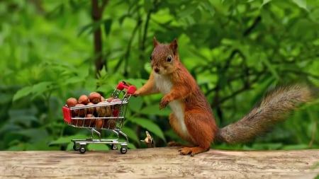 Squirrel - animal, nuts, funny, red, green, food, cute, squirrel