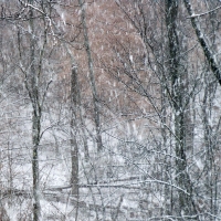 First Snow in January