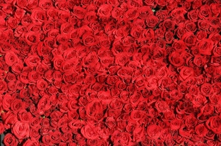 Roses - red, carpet, flower, rose, valentine, skin