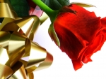 ~ â™¥áƒ¦ Valentine's Day Red Rose áƒ¦â™¥ ~