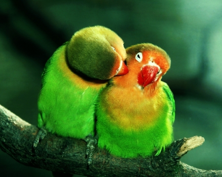 ~ ♥ღ Kiss of Love ღ♥ ~ - parrots, birds, Love, kiss, animals