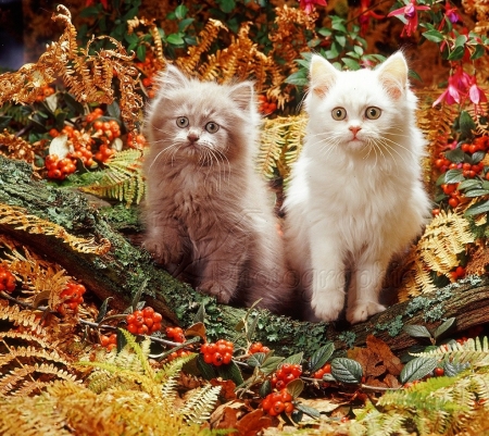 Autumn kittens - autumn, animals, kittens, cats