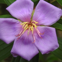 Tibouchina