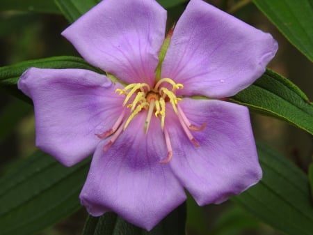 Tibouchina - nature, purple, pretty, gardening, tree, garden, flower, tibouchina