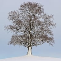 Winter Snow Tree